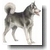 Blog Animaux