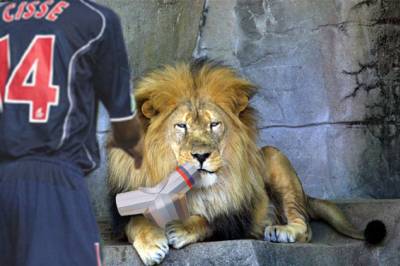 � Le lion ne lachera jamais la coupe � par fandelyon