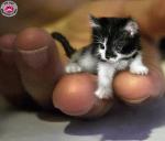                      { [Animaux Love]}