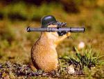 Lutte Anti Fourrure et maltraitances des animaux Musique : wwww.myspace.com/95matricule ou http://95matricule.skyrock.com/