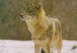Ma passion pour les loups