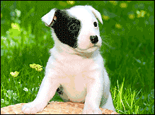 � les mayeurchien � par mehdi_78