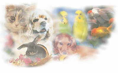 � les animaux � par yann2008