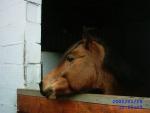 dechy equitation