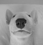 bull terrier royal
