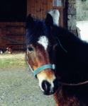 UN PTIT POON'S HORS DU COMMUN