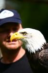 La fauconnerie en scne avec Falconarius