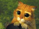 miaou fait le chat