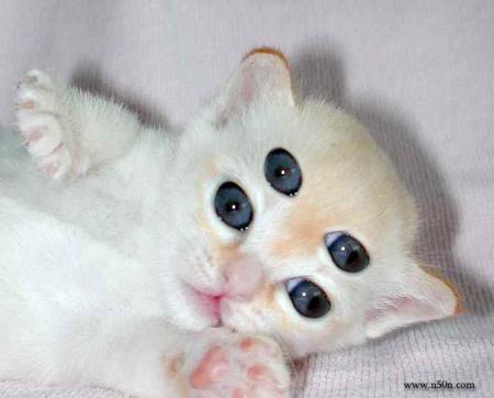  chat  par heureux_boy