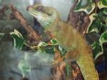 les reptiles