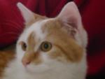 Notre chat