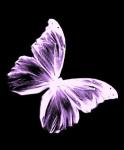 L o les fleurs meurent