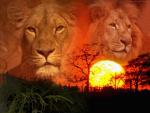 loveanimals