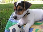 un amour de chien