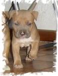 amstaff