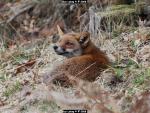 photos animaliere