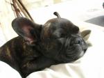 sanka le bouledogue francais