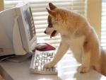 {-$//- tt simplemen un pti blog trankil... ac mes gou, ce(ux) ke jaime...-//$-}