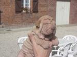 athenouch mon shar pei
