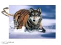 loup tigre et chat