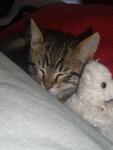 poeme de chat