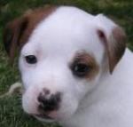 Daka Jack Russell