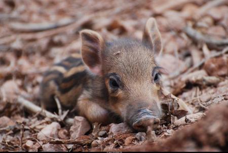 Photos r�alis�es par Guy LELONG