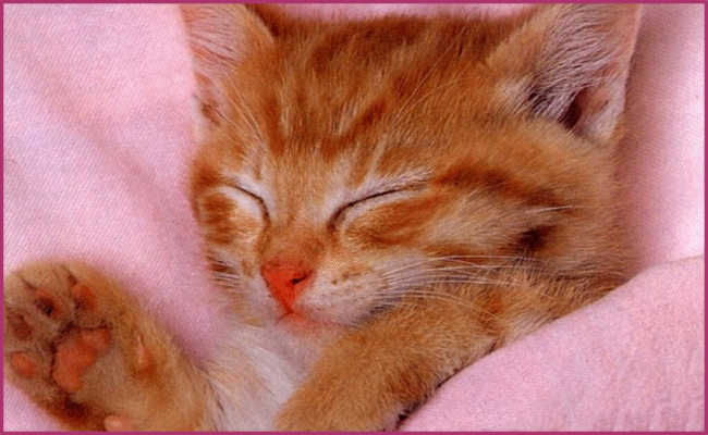 nati02 trop mignon les chatons !