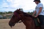 chevaux cheveau & chevaux