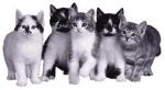 Chat-chat-chat!