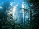 La foret