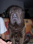 Phenix le sharpei