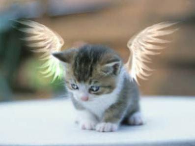  c une chat coommme...  par crazybobmarley