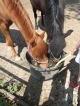 Horse's Dream