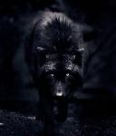 fenrir