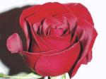 La vie d'une rose