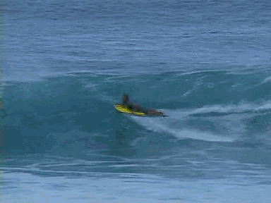 BoDyBoArD&GuiTaR