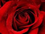 http://fleurikram.vip-blog.com