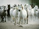 lou la fan des chevaux
