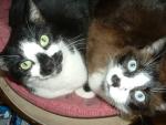 Les aventures de Chouchou et Loulou
