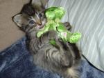 les chats