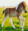 des images de chevaux,avril lavigne , chats, chiens ....