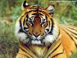 shasha06