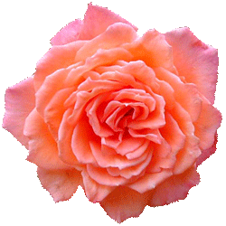 MARGBLOG