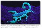 les scorpion