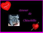 Nos amour les chinchillas