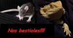 Nos bestioles