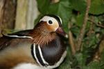 tout sur les canards