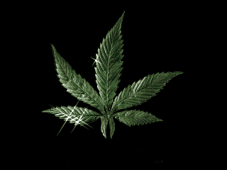  canna  par sharck06