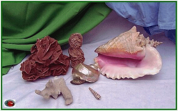 � NATURES MORTES pr�par�es pour �tre peintes � par affichesetslogans